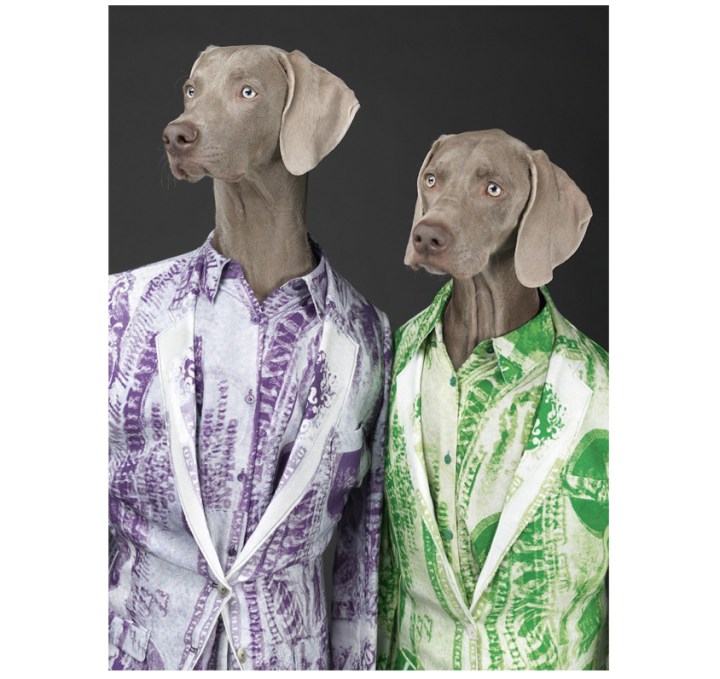 acne william wegman