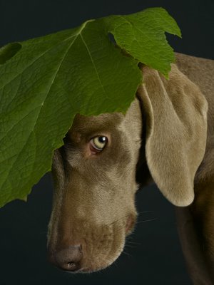 william wegman6