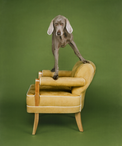 williamwegman7