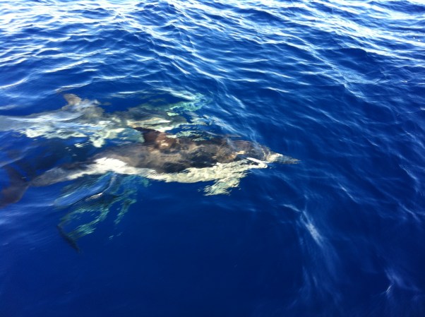 fotografia 1-cópia 3